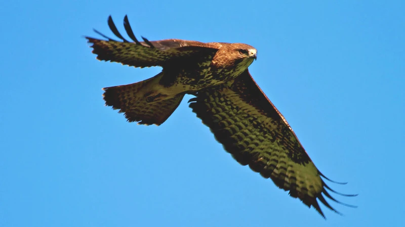 Buzzard in flight